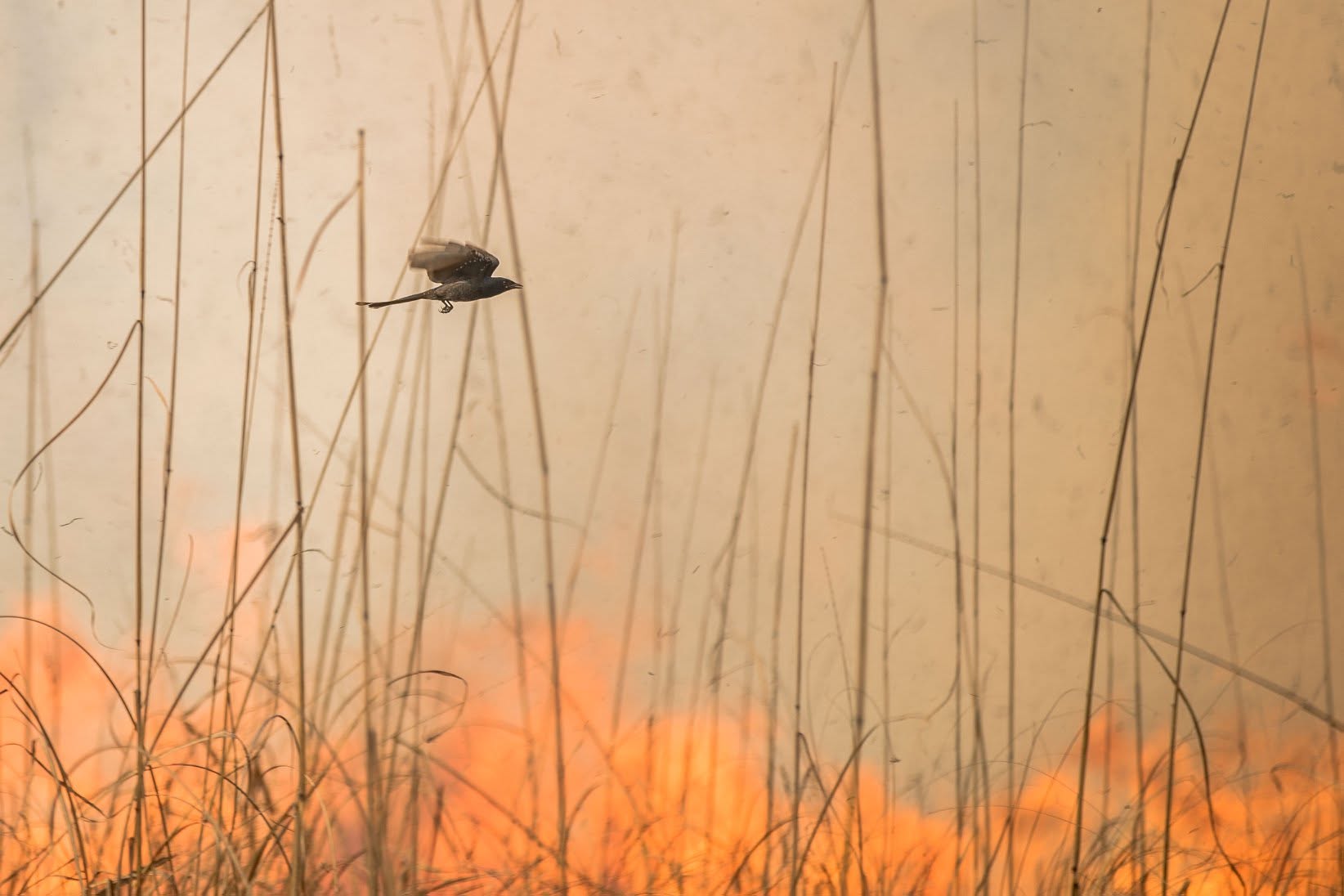 Escape Through the Blaze or Wings Against the Fire